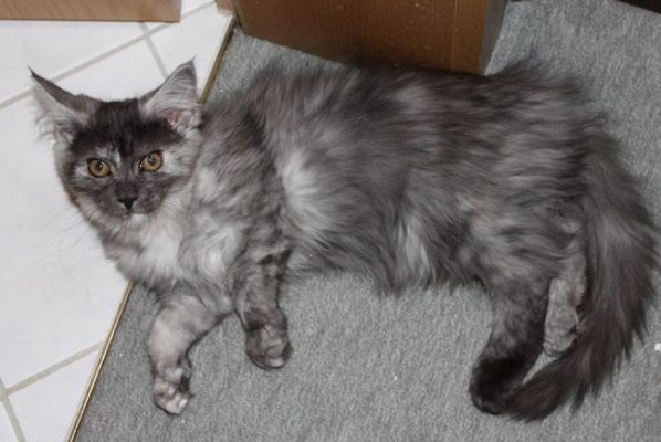 xenia mit 14 Wochen / fourteen weeks old