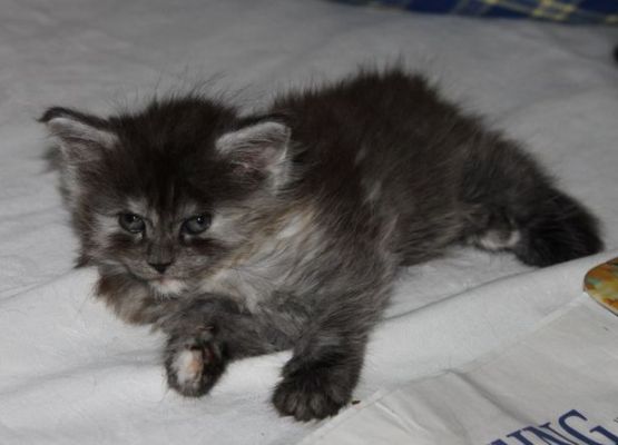 xenia mit 7 Wochen / seven weeks old