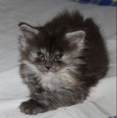 xenia mit 7 Wochen / seven weeks old