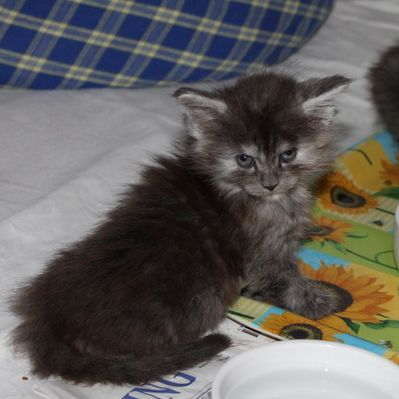 xenia mit 7 Wochen / seven weeks old