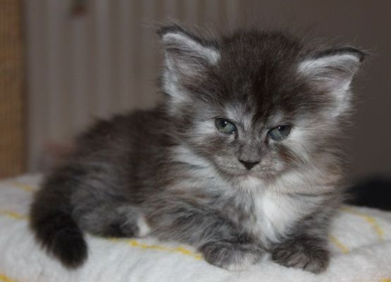 xenia mit 7 Wochen / seven weeks old