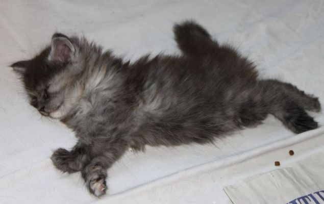 xenia mit 7 Wochen / seven weeks old