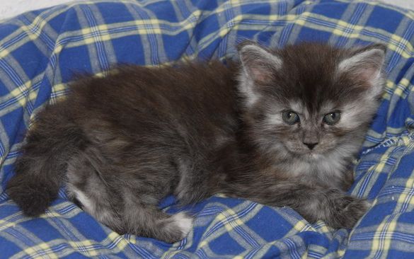 xenia mit 7 Wochen / seven weeks old