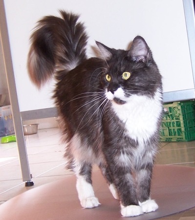 Xtra mit 1,5 Jahr/ one and a half year old