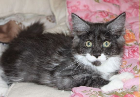 xtra mit 12 Wochen / twelve weeks old