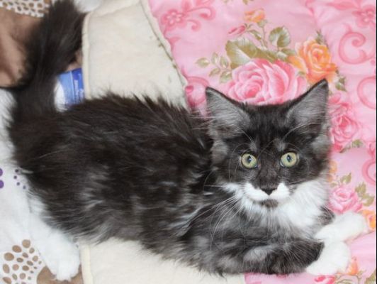 xtra mit 12 Wochen / twelve weeks old