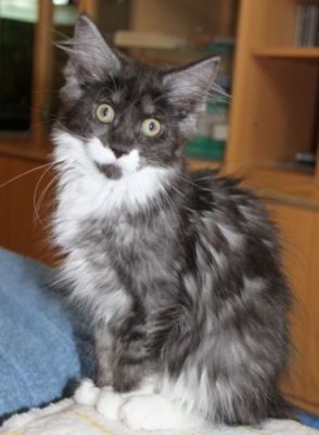 xtra mit 12 Wochen / twelve weeks old