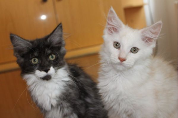 xtra mit 12 Wochen / twelve weeks old