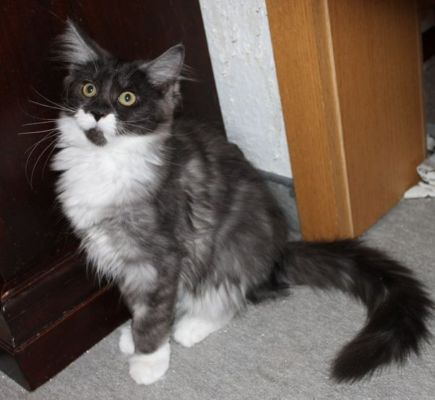 xtra mit 14 Wochen / fourteen weeks old