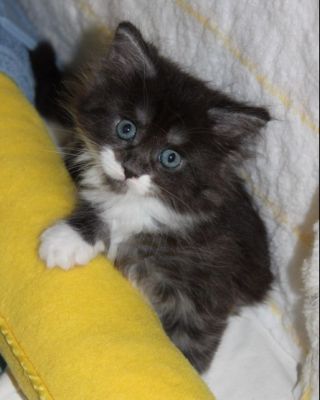 xtra mit 7 Wochen / seven weeks old