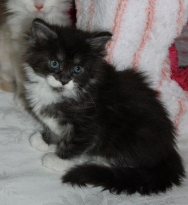 xtra mit 7 Wochen / seven weeks old