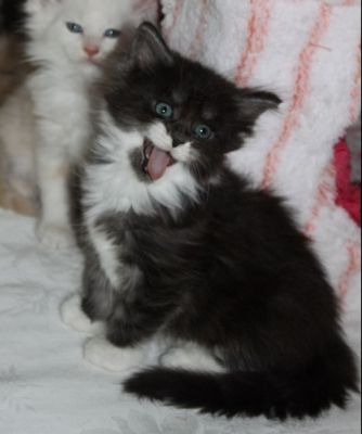 xtra mit 7 Wochen / seven weeks old