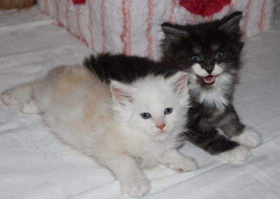 xtra mit 7 Wochen / seven weeks old