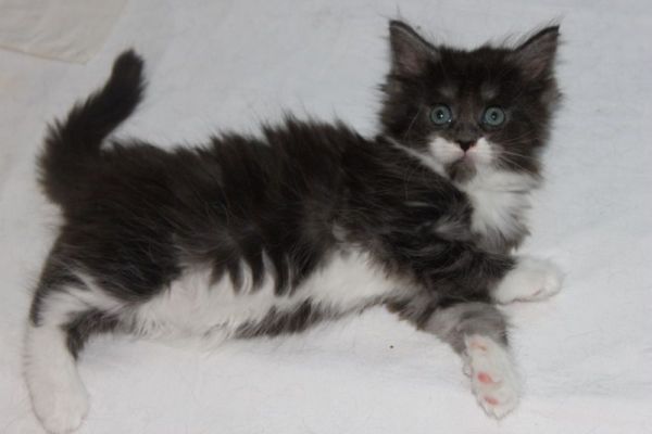 xtra mit 7 Wochen / seven weeks old