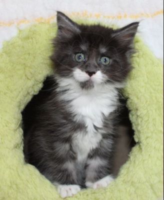 xtra mit 7 Wochen / seven weeks old