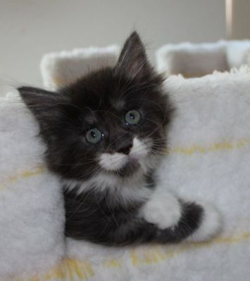 xtra mit 7 Wochen / seven weeks old