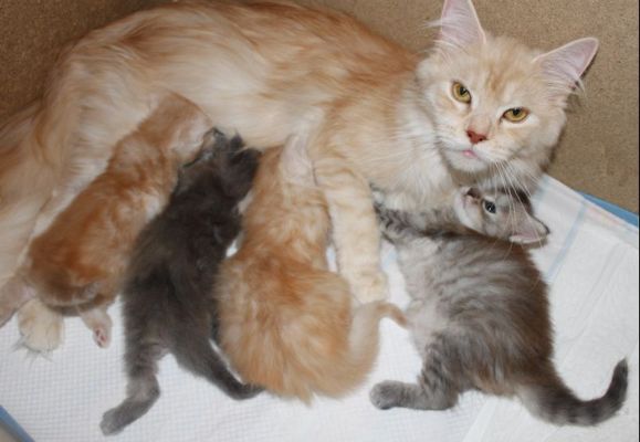 Y-Wurf alle zusammen mit 4 Wochen / y-litter all together with four weeks old