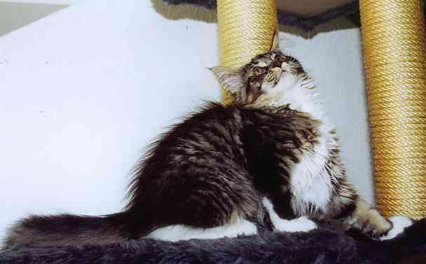 Yakira mit 16 Wochen