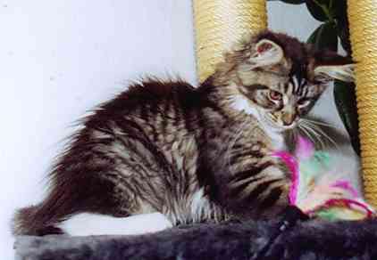 Yakira mit 16 Wochen