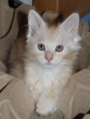 Yogi mit 11 Wochen / eleven weeks old