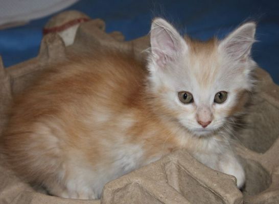 Yogi mit 11 Wochen / eleven weeks old