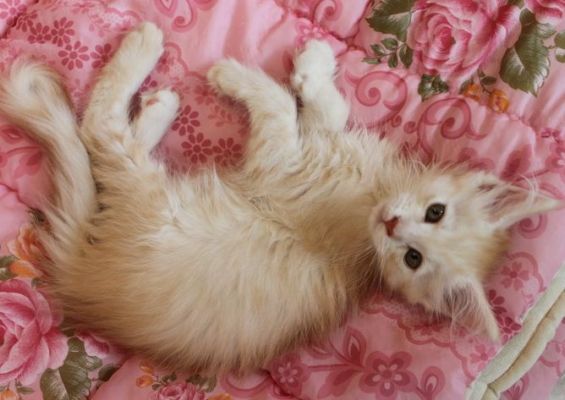 Yogi mit 11 Wochen / eleven weeks old