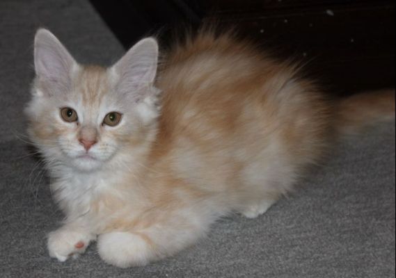 Yogi mit 13 Wochen / thirteen weeks old