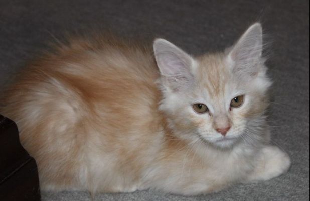 Yogi mit 13 Wochen / thirteen weeks old