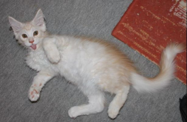 Yogi mit 13 Wochen / thirteen weeks old