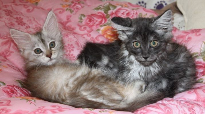 Yoko Ono mit 11 Wochen / eleven weeks old