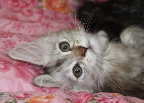 Yoko Ono mit 11 Wochen / eleven weeks old