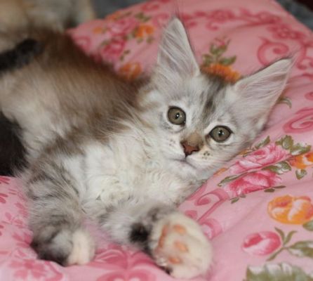 Yoko Ono mit 11 Wochen / eleven weeks old