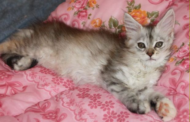 Yoko Ono mit 11 Wochen / eleven weeks old