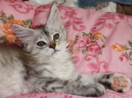 Yoko Ono mit 11 Wochen / eleven weeks old