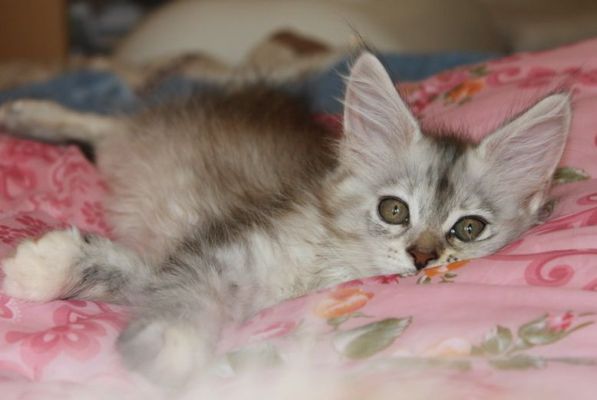 Yoko Ono mit 11 Wochen / eleven weeks old