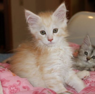 Yukon mit 11 Wochen / eleven weeks old