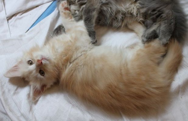 Yukon mit 11 Wochen / eleven weeks old