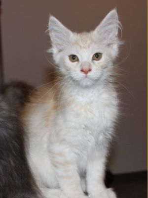 Yukon mit 13 Wochen / thirteen weeks old