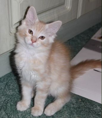 Yukon mit 13 Wochen / thirteen weeks old