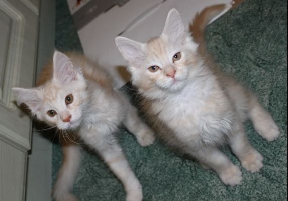 Yukon mit 13 Wochen / thirteen weeks old