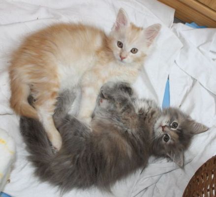 Yuma mit 11 Wochen / eleven weeks old