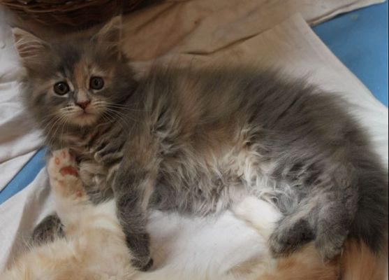 Yuma mit 11 Wochen / eleven weeks old