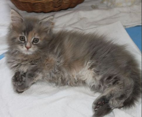 Yuma mit 11 Wochen / eleven weeks old