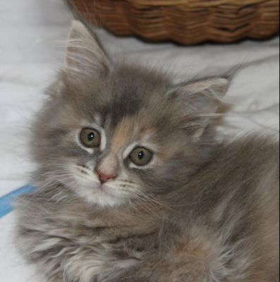 Yuma mit 11 Wochen / eleven weeks old