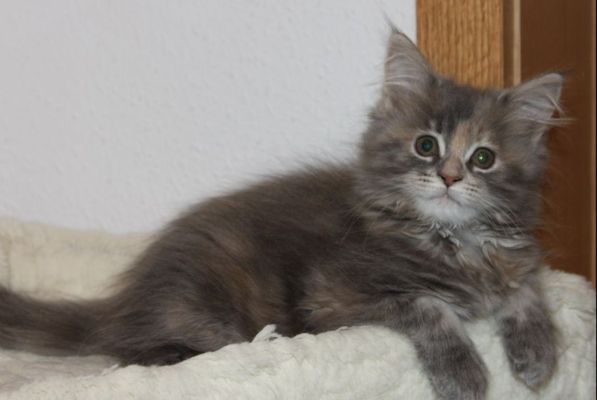 Yuma mit 12 Wochen / twelve weeks old