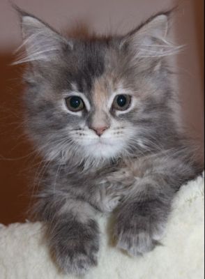 Yuma mit 12 Wochen / twelve weeks old