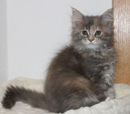 Yuma mit 12 Wochen / twelve weeks old