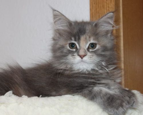 Yuma mit 12 Wochen / twelve weeks old