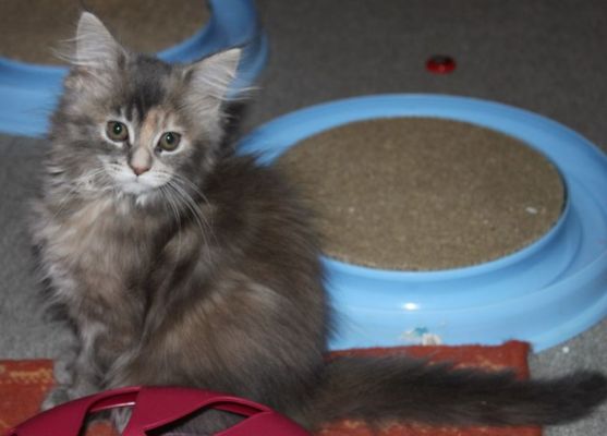 Yuma mit 12 Wochen / twelve weeks old