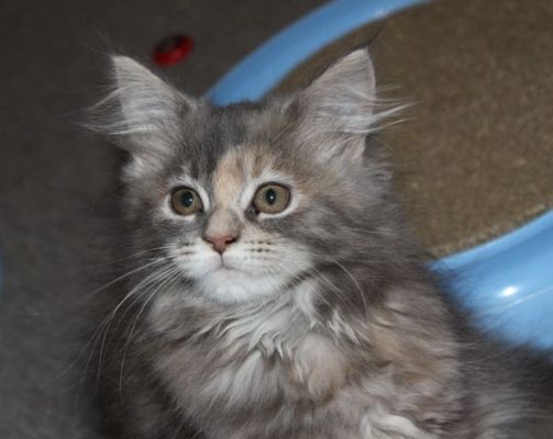 Yuma mit 12 Wochen / twelve weeks old